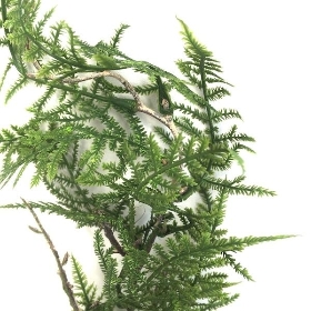 Asparagus Fern Stem 60cm