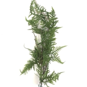 Asparagus Fern Stem 60cm