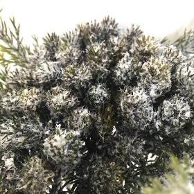 Dark Green Juniper Bundle 30cm