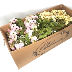 48 x Assorted Double Daisy Bush 33cm