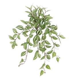 Tradescantia Hanging Bush 57cm