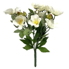 Ivory Helebore Bush 40cm
