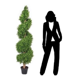 Spiral Buxus 170cm