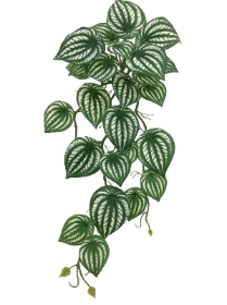 Variegated Peperomia Trail 45cm 