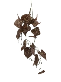 Burgundy Caladium Trail 90cm