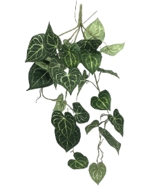 Green Caladium Trail 90cm