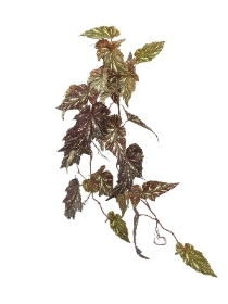 Brown Green Begonia Trail 90cm
