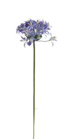 Blue Agapanthus 80cm