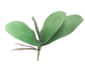 Orchid Leaves22cm