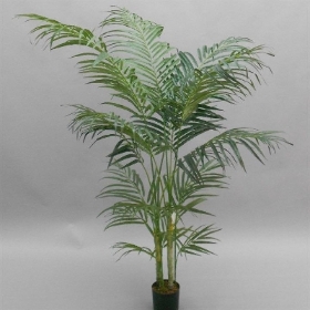 Areca Palm 90cm
