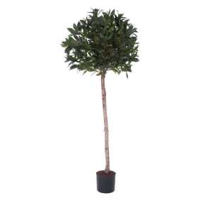 Bay Tree Lollipop 150cm