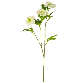 White Helleboris Rose 25cm