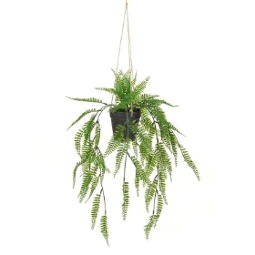 Hanging Potted Fern