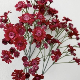 Burgundy Cottage Daisy 70cm
