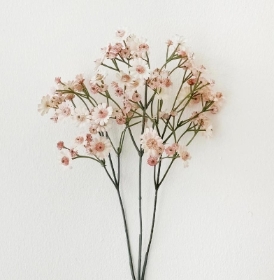 Pink Cottage Daisy 70cm