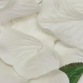 Ivory Rose Petals 