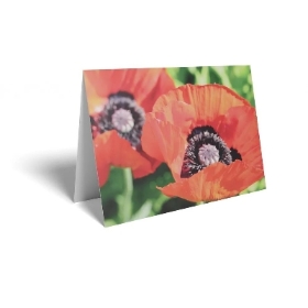 Folding Card Poppies 10cm x 7cm