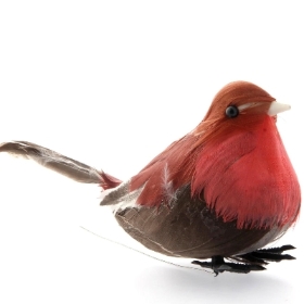 Mini Robin x 12