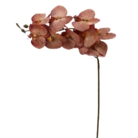 Autumn Phalaenopsis Orchid 102cm