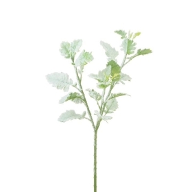 Snowstorm Dusty Miller 71cm