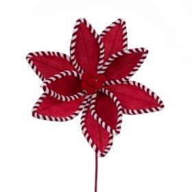 Candy Cane Poinsettia 50cm