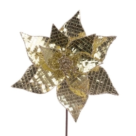 Gold Disco Poinsettia 50cm