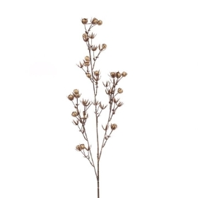 Champagne Begonia Bud 77cm