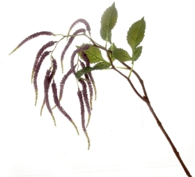Purple Amaranthus Spray 95cm