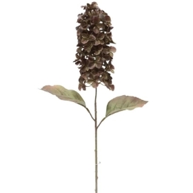 Brown Panicled Hydrangea 68cm