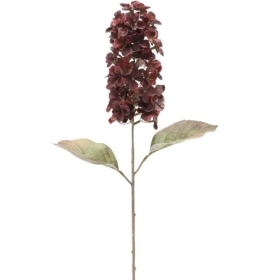 Burgundy Panicled Hydrangea 68cm