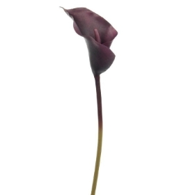 Aubergine Calla Lily 63cm