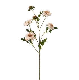 Cream Ruffled Scabious 75cm