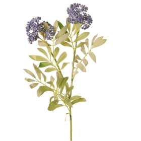 Dusted Blue Elderberry 62cm