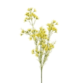 Yellow Waxflower 67cm