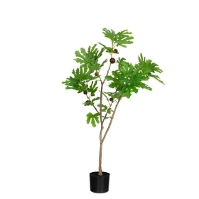 Fig Tree 112cm