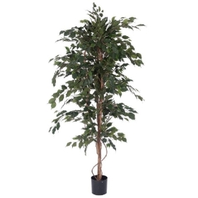 Ficus Exotica 150cm