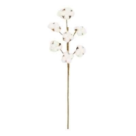 Cotton Seed Pod 55cm