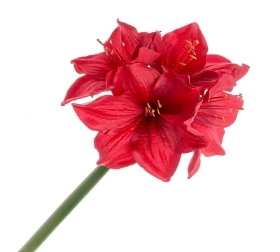Red Amaryllis 40cm