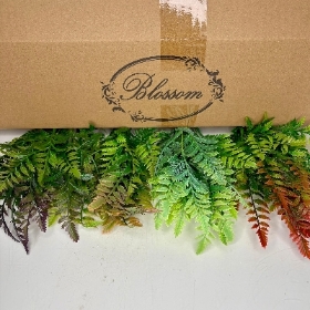 48 x Wild Fern Bush