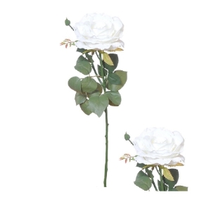 White Ireland Rose 66cm