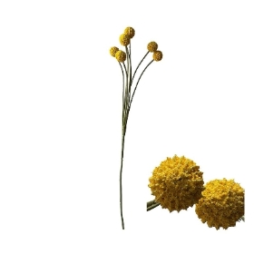 Yellow Craspedia 60cm