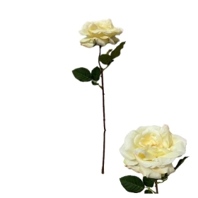 Cappuccino Rose 50cm