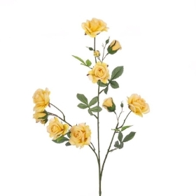 Yellow Climbing Rose 78cm