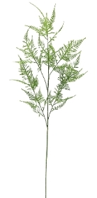 Green Asparagus Stem 107cm