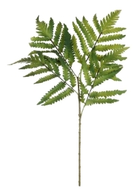 Buckler Fern Spray 63cm