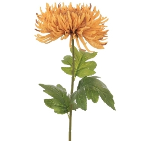 Honey Fuji Mum 74cm