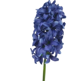 Blue Hyacinth Bundle 40cm