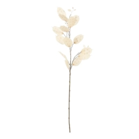 Cream Honesty 73cm