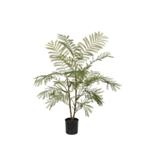 Acacia Plant 97cm