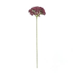 Burgundy Achillea 55cm